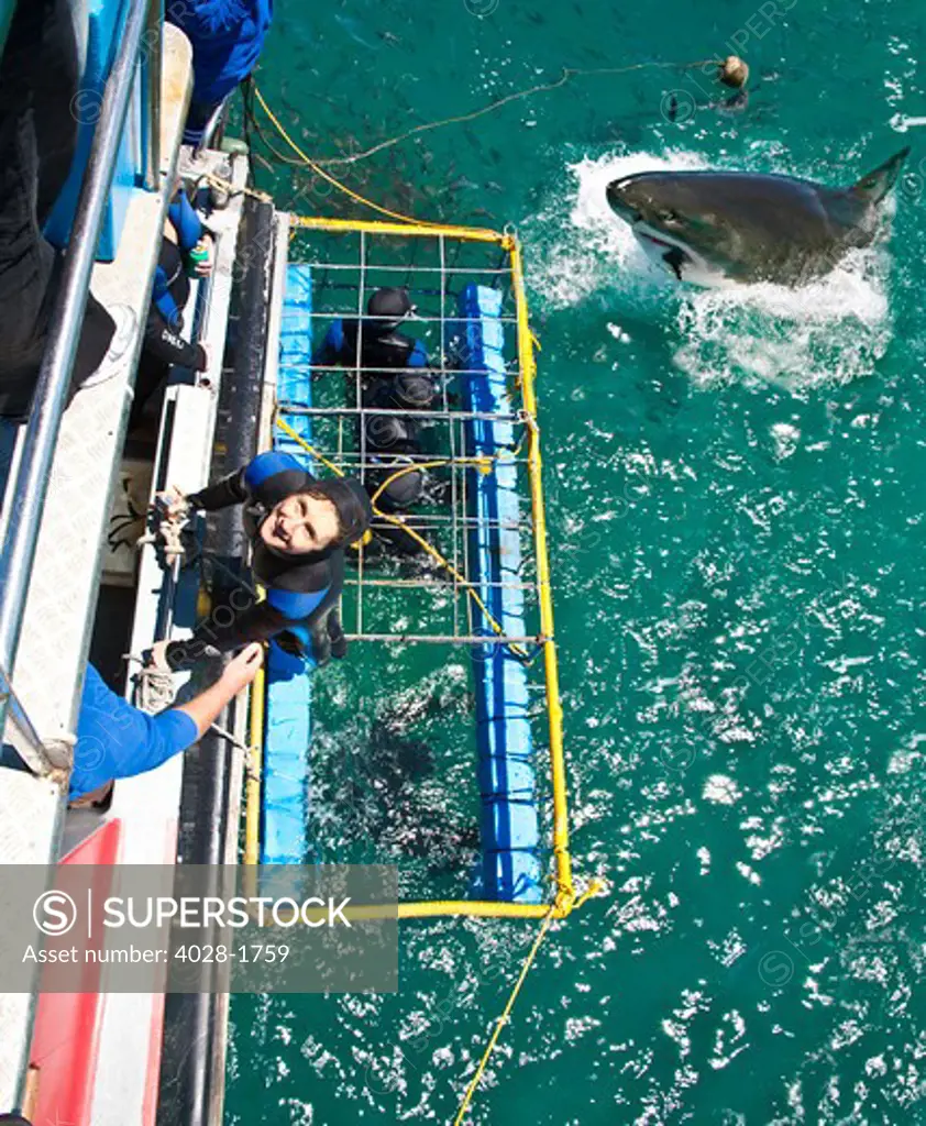 Great White Shark (Carcharodon carcharias) breaks the surface while divers observe and climb from a shark cage, Capetown, False Bay, South Africa