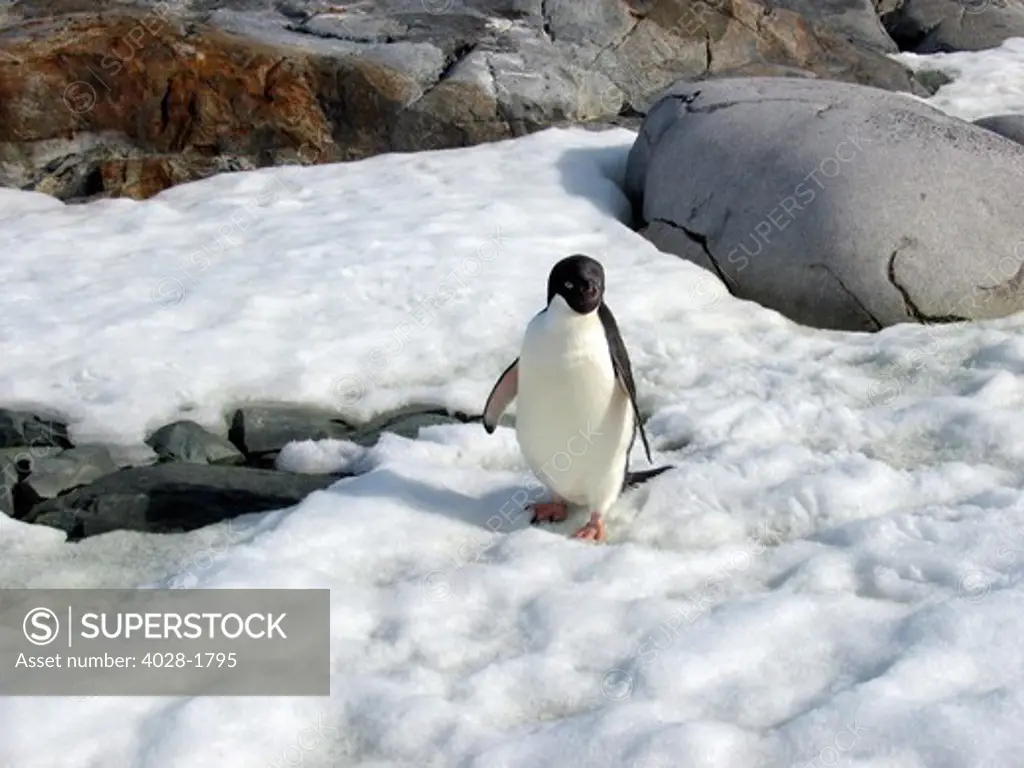An Adelie Penguin (Pygoscelis Adeliae) at Paulet Island, Antarctic Peninsula,  in the rocks and snow.