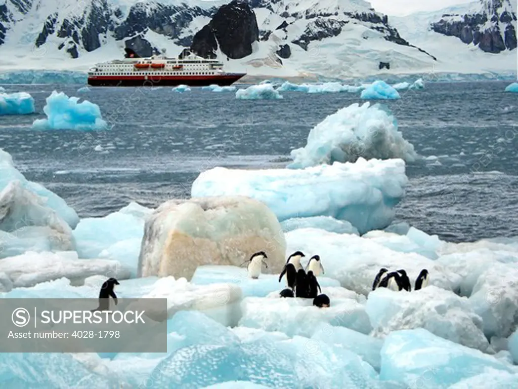 An waddle (group) of Adelie Penguin (Pygoscelis Adeliae) at Paulet Island, Antarctic Peninsula,  resting on icebergs with a Hurtigruten cruise ship in the background