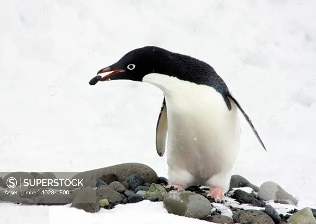 An Adelie Penguin (Pygoscelis Adeliae) at Paulet Island, Antarctic Peninsula,  building a nest with rocks and pebbles in the snow.