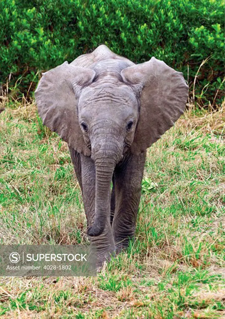 Baby African Elephant (Loxodonta africana). Masai Mara. Kenya, Africa