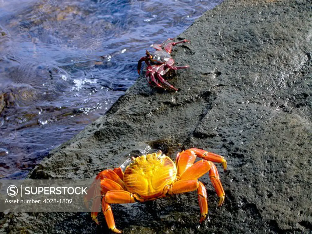 Sally Lightfoot Crabs, Grapsus grapsus, Galapagos Islands, Ecuador, South America