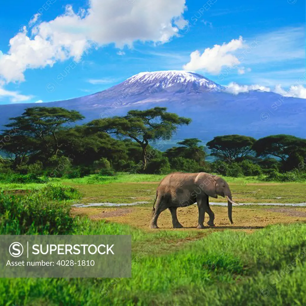 A lone African elephant (Loxodonta africana)   walks in from of Mt. Kilimanjaro in Amboseli National Park, Kenya