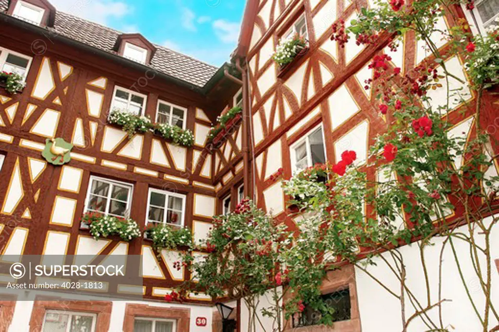 Mainz, Germany, Typical Crossed-Timbered Houses make for a quaint setting with roses adorning the building.