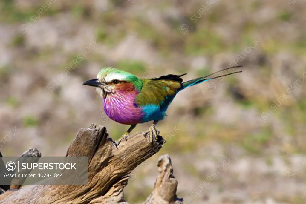 Lilac Breasted Roller (Coracias caudata), Kruger National Park, South Africa
