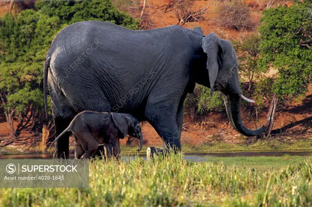 African Elephant (Loxodonta africana), mother and baby in Chobe National park, Botswana, Africa