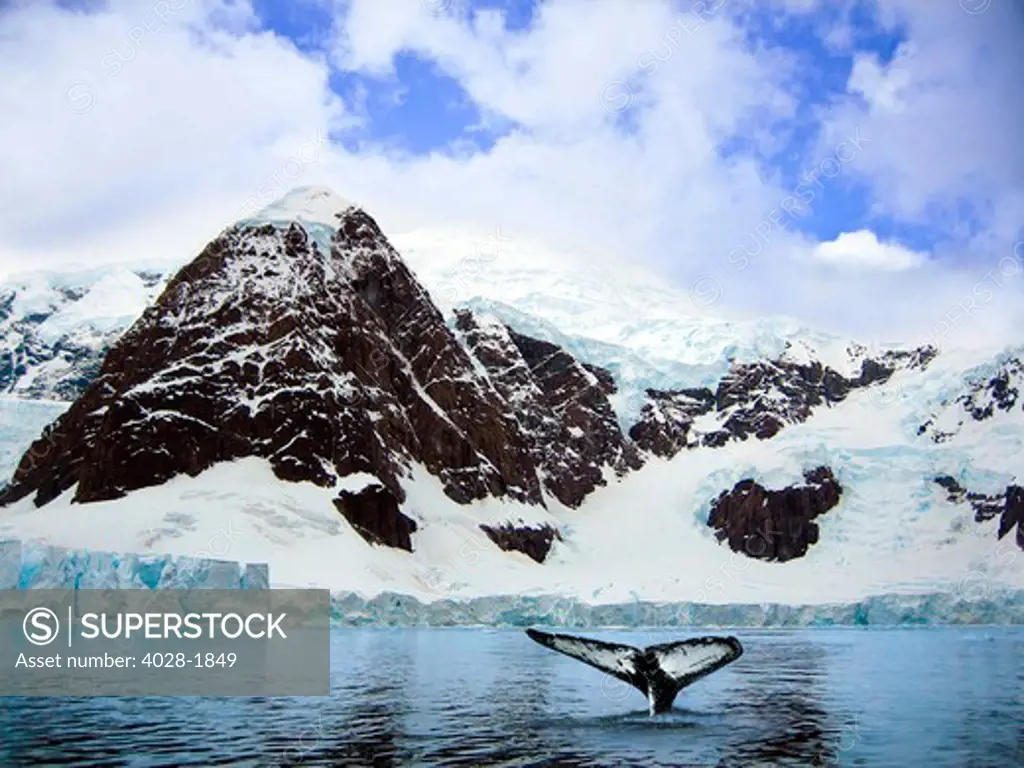A whale fluke in front of snow covered mountains along the Weddell sea in Paradise Bay, Antarctica