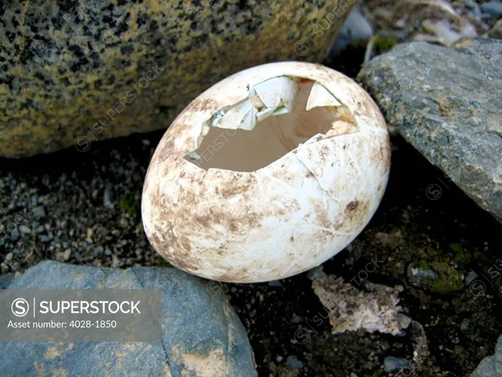Adelie Penguin (Pygoscelis adeliae) hatched egg in Antarctica
