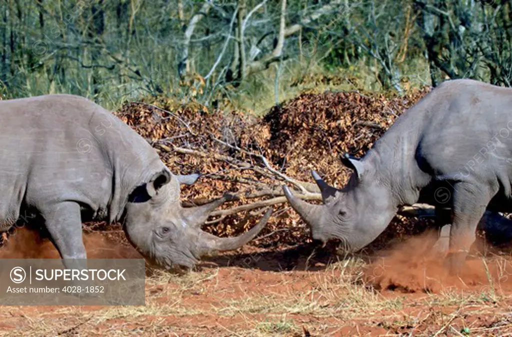 Two White Rhinoceros, Square Lipped Rhinoceros (Ceratotherium simum) fighting in Kruger National Park, South Africa