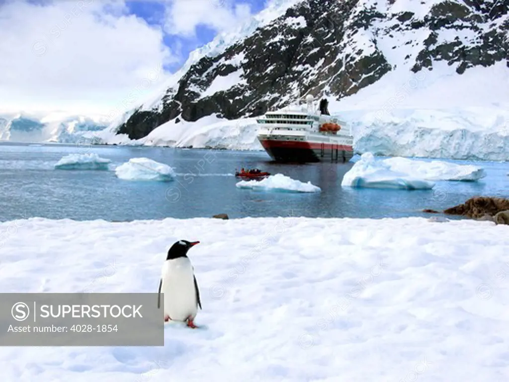 A Gentoo (Pygoscelis papua) at Paradise Bay, Antarctica in the snow with a Hurtigruten cruise ship and zodiak in the background
