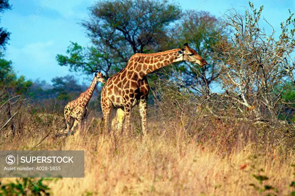 Adult and baby Cape Giraffe, (Giraffa camelopardalis giraffa), Kruger National park, South Africa, Africa