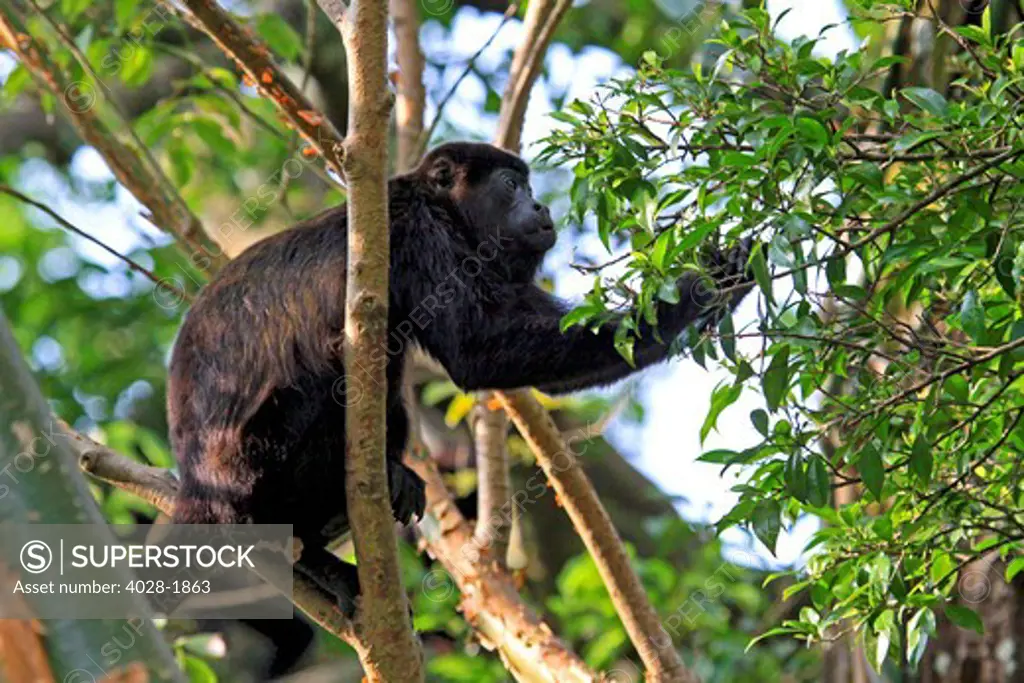 Mantled Howler Monkey (Alouatta palliata) male feeding on flowers of the Padauk (Pterocarpus michelianus) tree, Lomas de Barbudal Biological Reserve, Guanacaste, Costa Rica