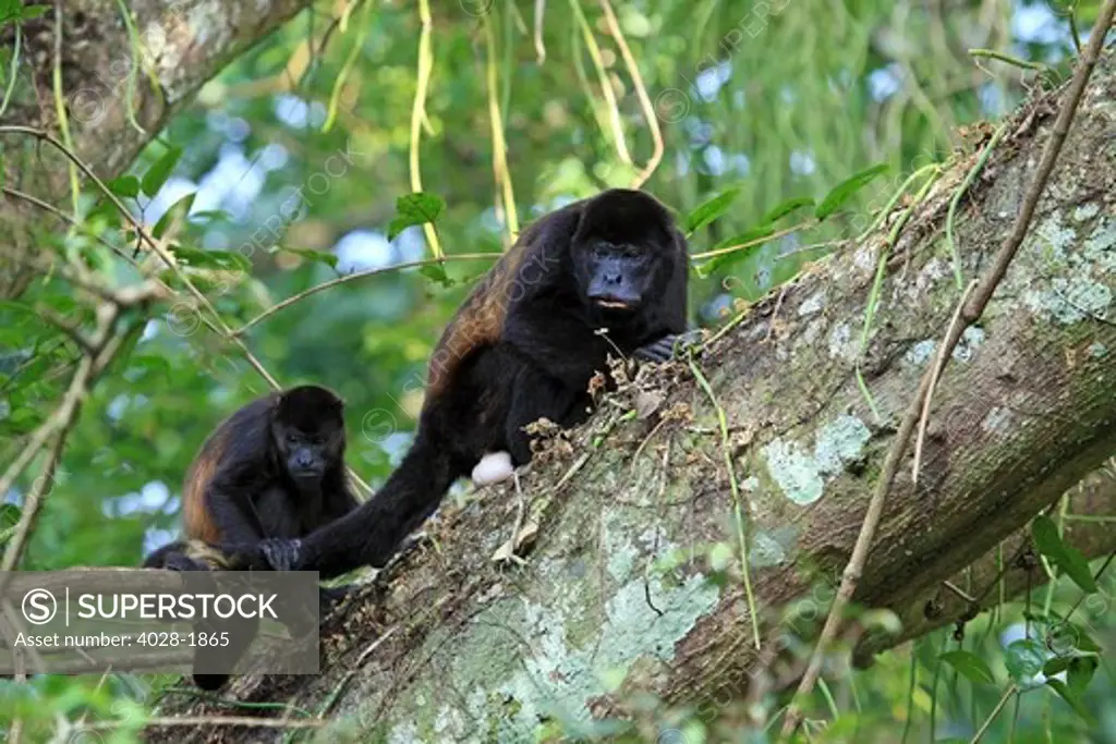 A female Mantled Howler Monkey (Alouatta palliata) in a tree with her young, Lomas de Barbudal Biological Reserve, Guanacaste, Costa Rica