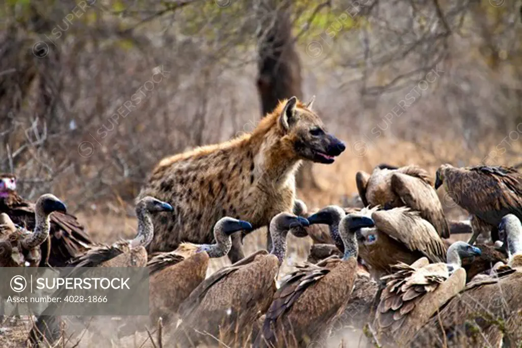 Spotted hyenas (Crocuta crocuta) and vultures scavenging on a carcass in Kruger National Park, South Africa