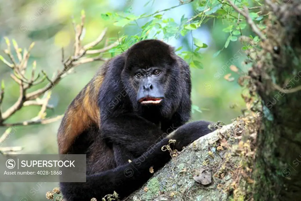 A female Mantled Howler Monkey (Alouatta palliata) sits in a tree Lomas de Barbudal Biological Reserve, Guanacaste, Costa Rica
