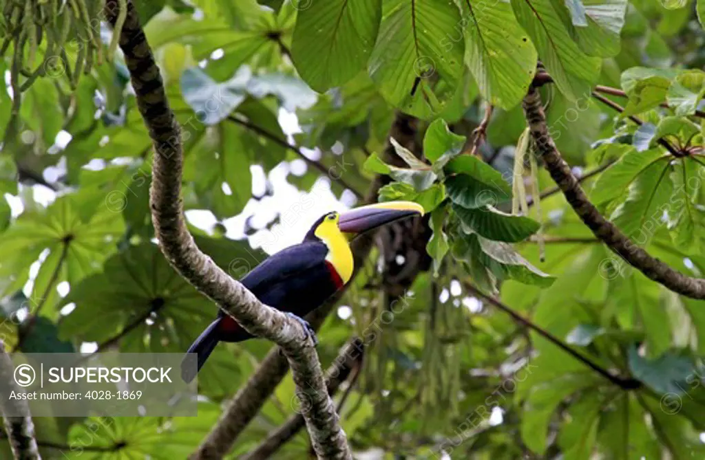 A Chestnut-mandibled Toucan (Ramphastos swainsonii) in Arenal Volcano National Park, Costa Rica