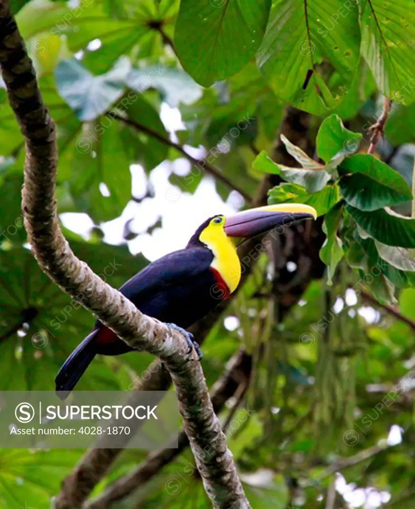 A Chestnut-mandibled Toucan (Ramphastos swainsonii) in Arenal Volcano National Park, Costa Rica