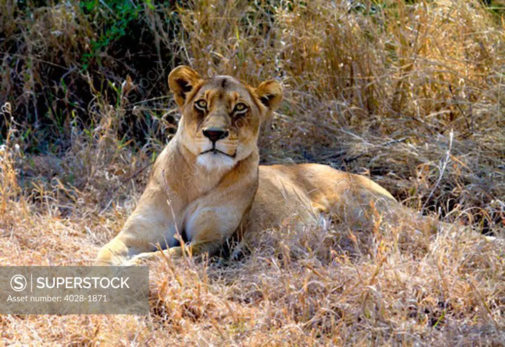 An alert Lioness (Panthera leo) laying down in Kruger National Park, South Africa, Africa