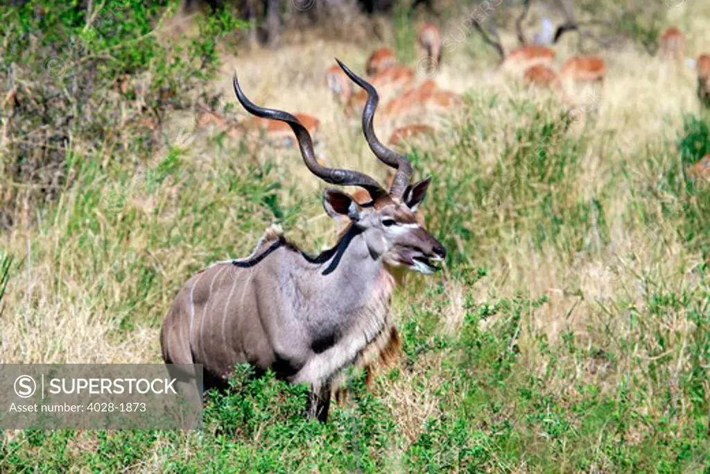 Male greater kudu (Tragelaphus strepsiceros) Kruger National Park, South Africa, Africa