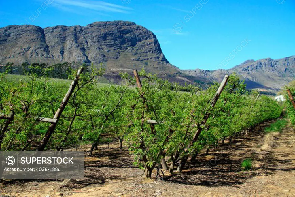 Vineyards of Franschoek, Cape winelands, Western Cape, South Africa, Africa