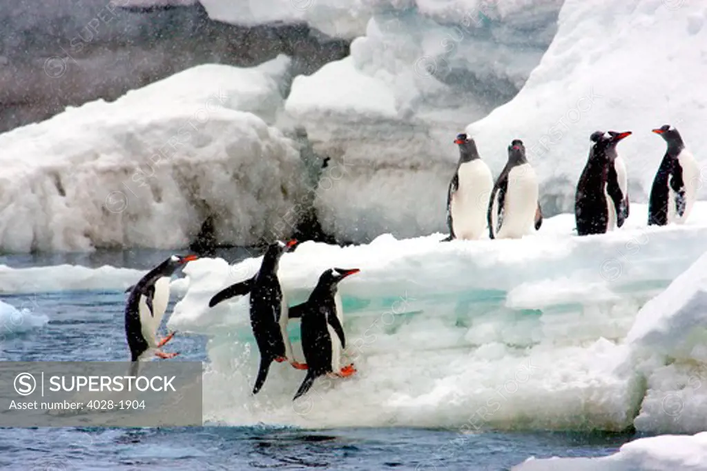 Gentoo penguins (Pygoscelis papua) hop onto the ice shore at Livingston Island (South Shetland Islands), Antarctica.