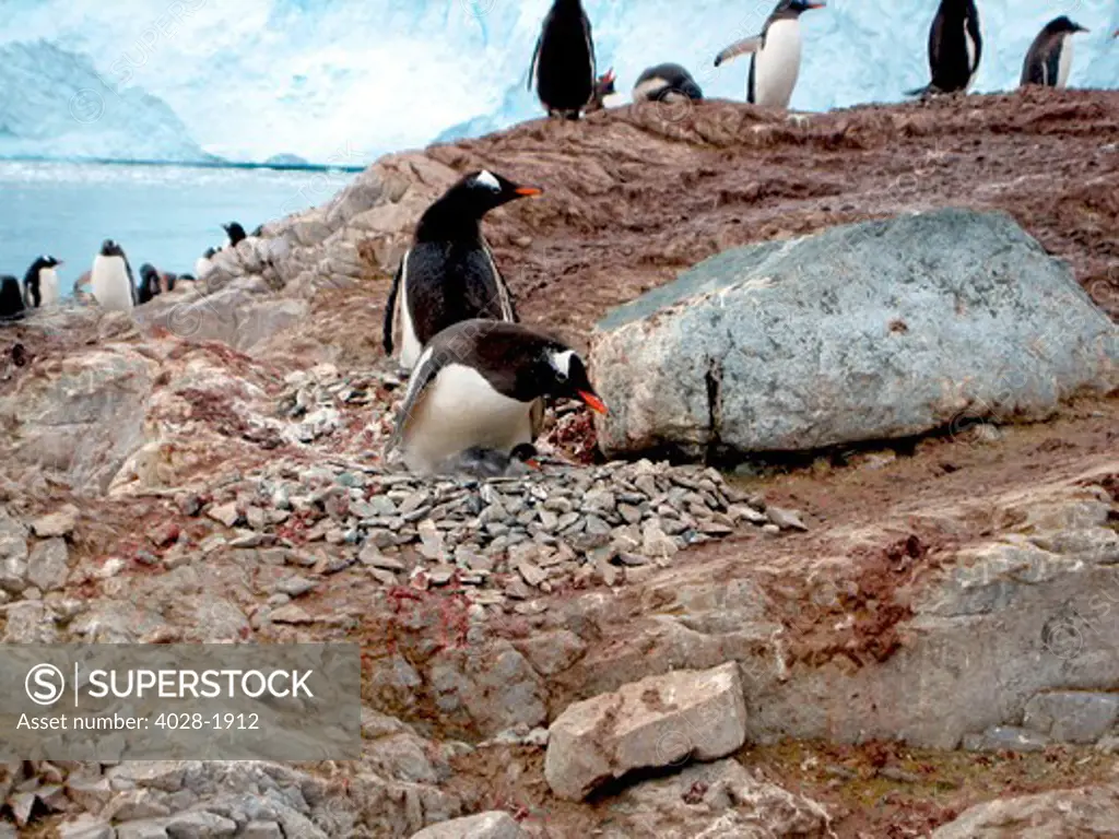 Gentoo penguin family caring for their chick, Neko Harbour, Antarctic Peninsula, Antarctica, Polar