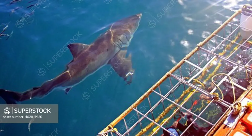 Great White Shark (Carcharodon carcharias) swimming at the surface while divers observe from a shark cage, Capetown, False Bay, South Africa