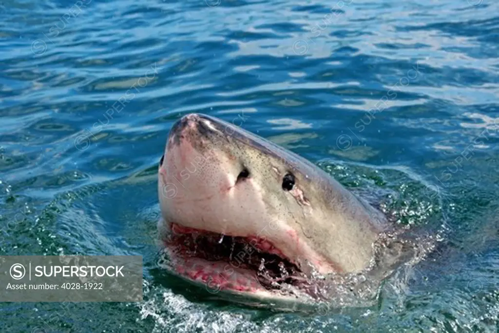Close up of a Great White Shark (Carcharodon carcharias) swimming at the surface in Capetown, False Bay, South Africa