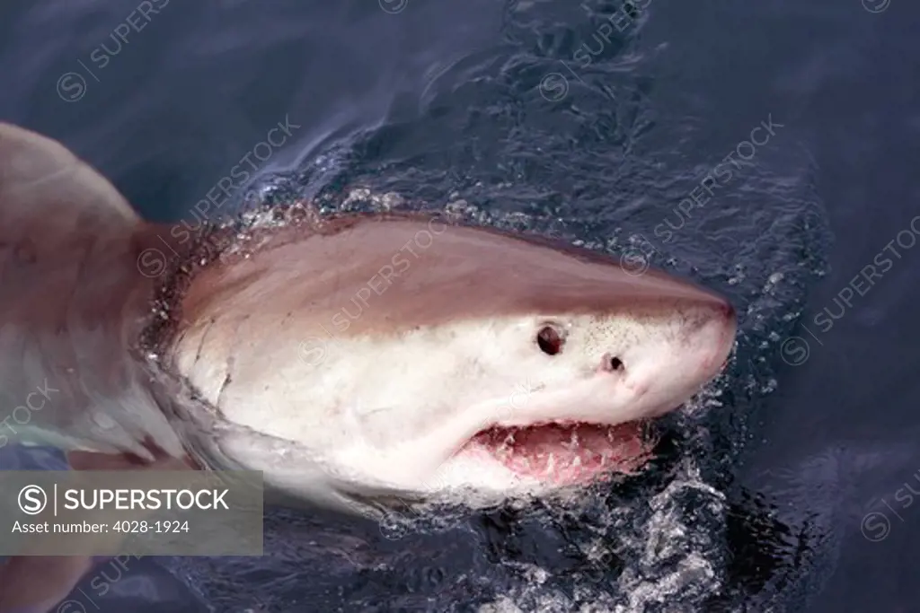 A young Great White Shark (Carcharodon carcharias) swimming at the surface attracted in Capetown, False Bay, South Africa