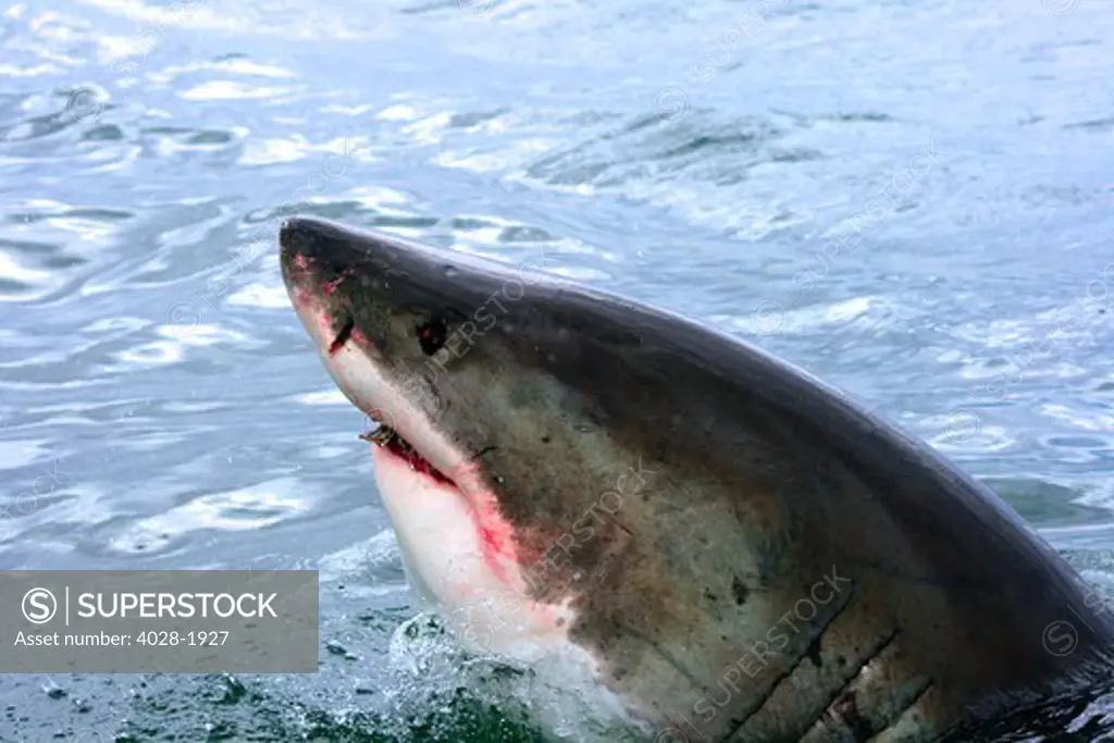 Great White Shark (Carcharodon carcharias) breaks the surface of the water in Capetown, False Bay, South Africa