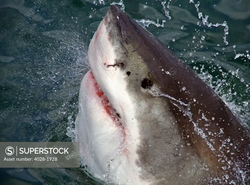 Great White Shark (Carcharodon carcharias) breaks the surface of the water in Capetown, False Bay, South Africa