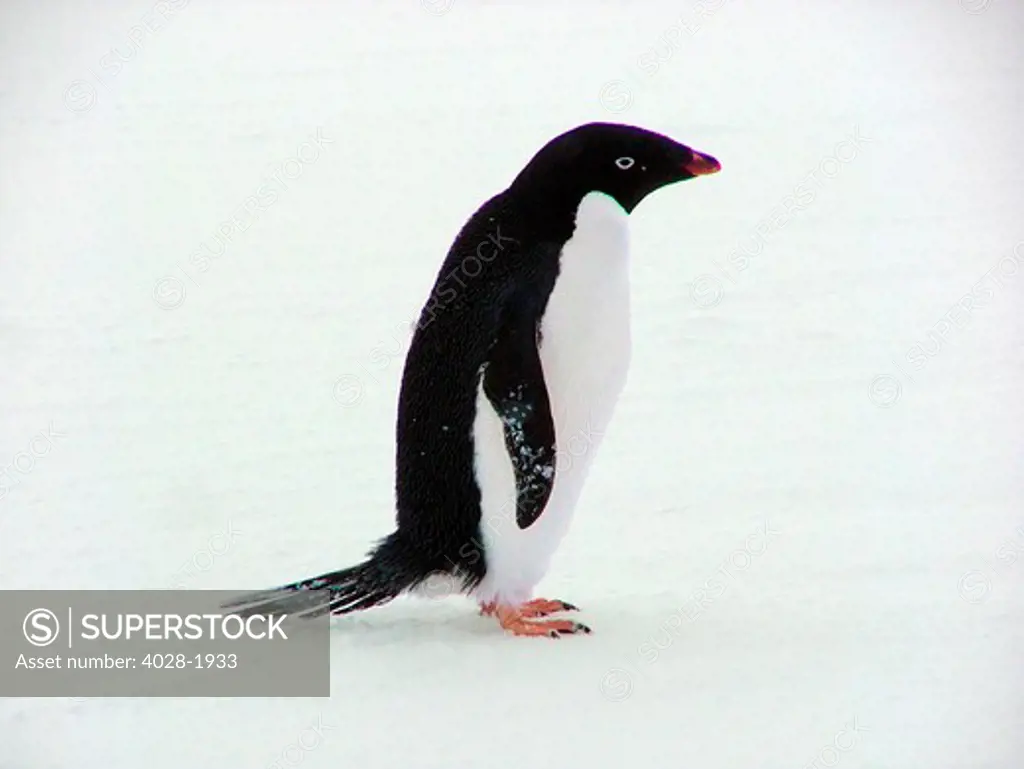 An Adelie Penguin (Pygoscelis Adeliae) at Turrent Point Antarctic Peninsula,  in the snow.