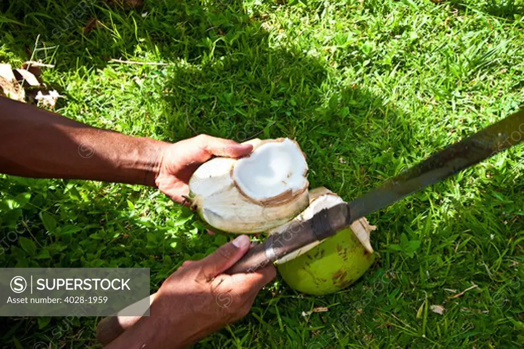 Fiji, Navua Coral Coast, Fijian man cutting open fresh coconuts with a machete