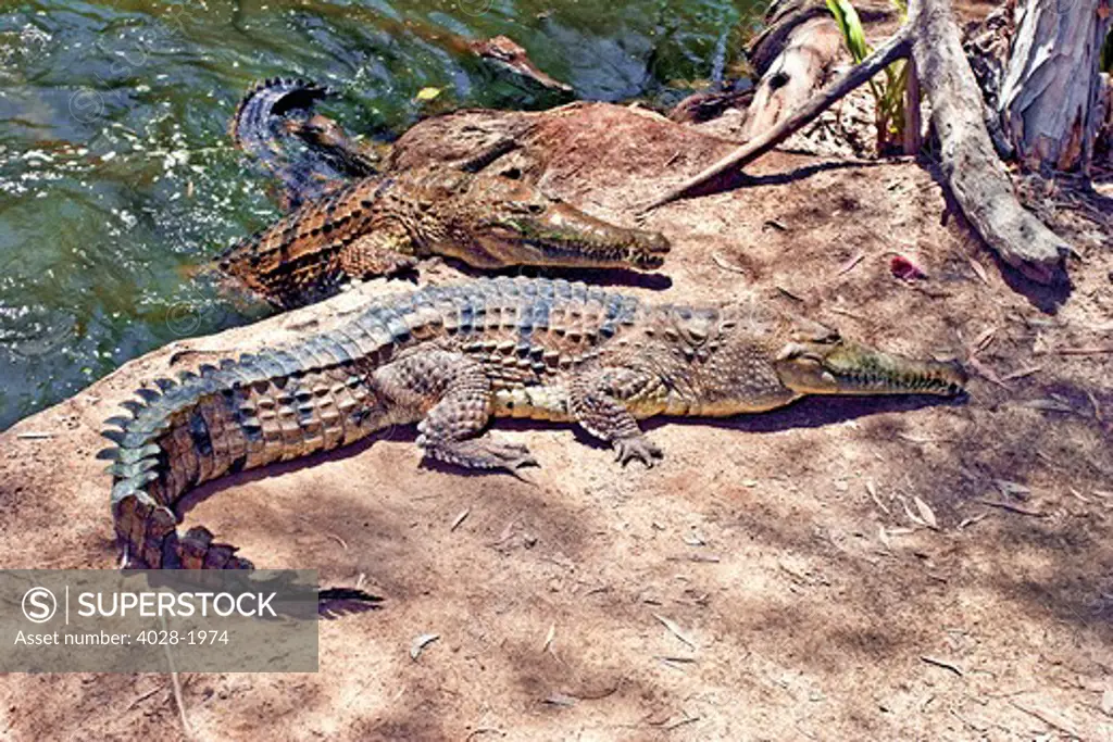 Saltwater Crocodiles (Crocodylus porosus) emerging from the water in a mangrove wetland, Daintree National Park, Australia