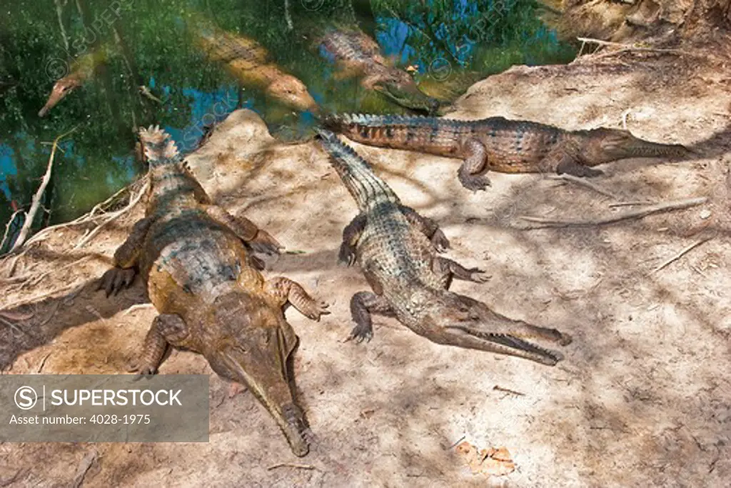 Freshwater Crocodiles (Crocodylus johnstoni) emerging from the water Hartley's Crocodile Adventures and farm in Cairns, Australia