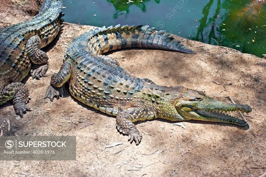 Saltwater Crocodiles (Crocodylus porosus) emerging from the water in a mangrove wetland,Daintree National Park,Australia