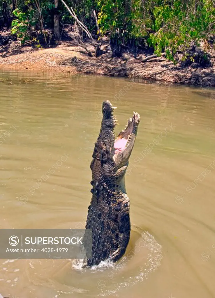 A Saltwater Crocodile (Crocodylus porosus) leaps from the water in a mangrove wetland, Daintree National Park, Australia