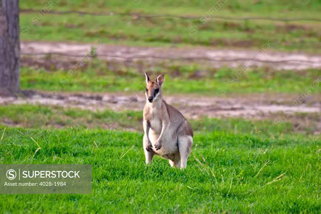 A male Grey kangaroos (Macropus giganteus) in field on a station in Queensland, Australia