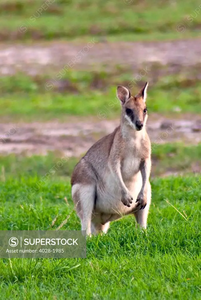 A male Grey kangaroos (Macropus giganteus) in field on a station in Queensland, Australia