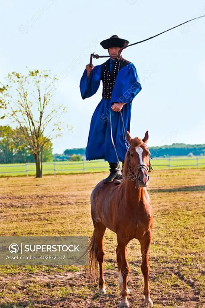 Hungary, Kalocsa, Csikos Hungarian horse rider, standing on a horse as he demonstrates prowess with his whip