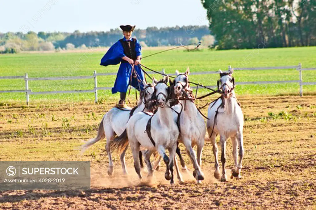 Hungary, Kalocsa, Csikos Hungarian horse rider, riding his team while standing