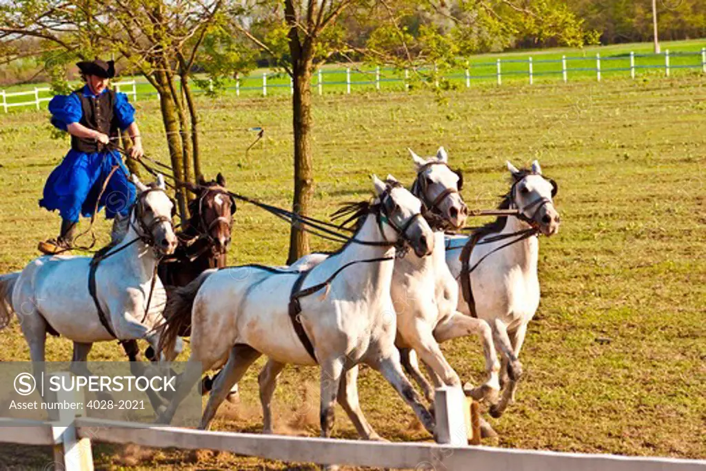 Hungary, Kalocsa, Csikos Hungarian horse rider, riding his team while standing