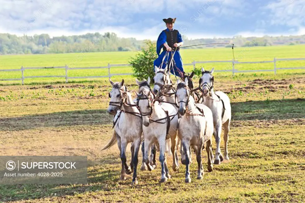 Hungary, Kalocsa, Csikos Hungarian horse rider, riding his team while standing