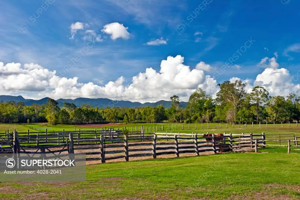 Queensland, Australia, Brahman cattle ranch at Wetherby Station in the outback