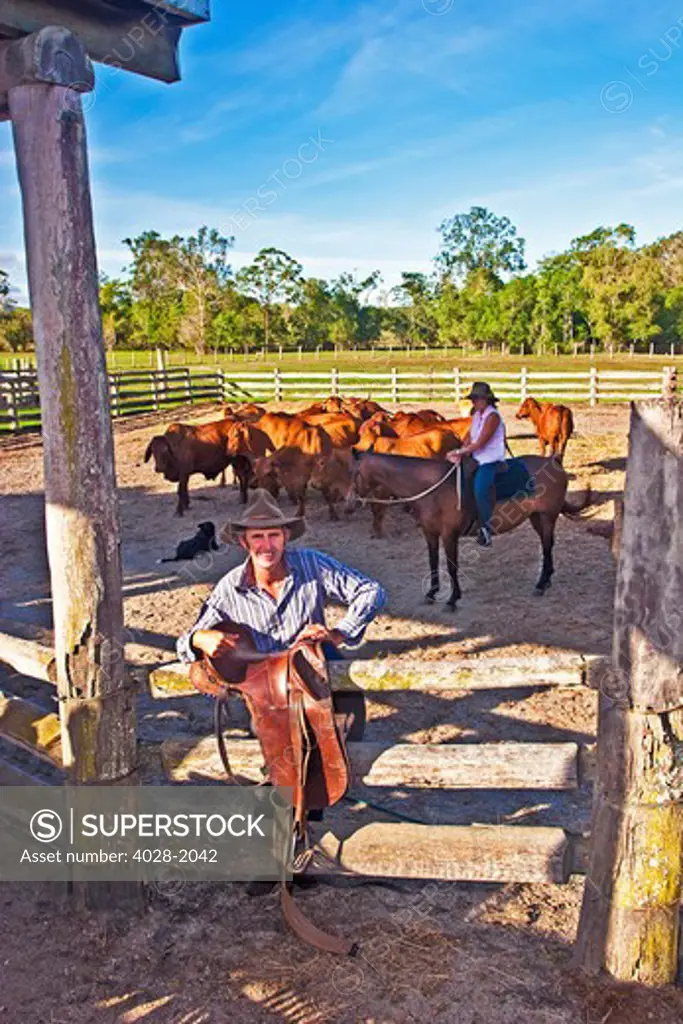 Brahman cattle ranchers (stockmen) at Wetherby Station (ranch) in  Queensland, Australia