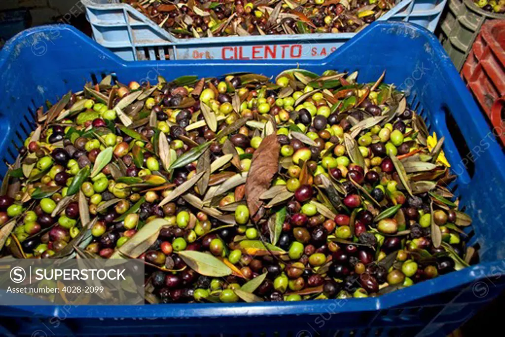 Italy, Sorrento, Mediterranean area, Campania, buckets of freshly picked Olives