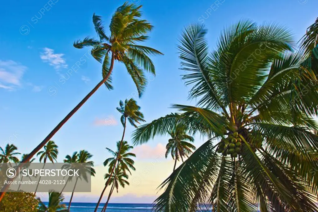 Nanuku Levu, Fiji Islands palm trees with coconuts, Fiji, South Pacific, Oceania