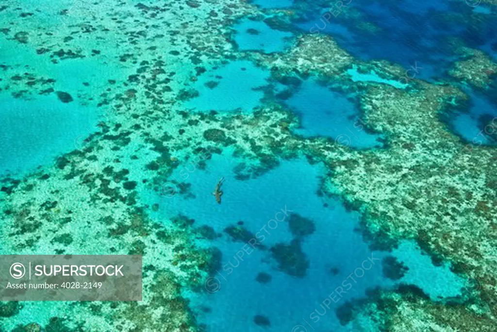 A blacktip reef shark (Carcharhinus melanopterus) patrols the shallows of the Great Barrier Reef, Queensland, Australia