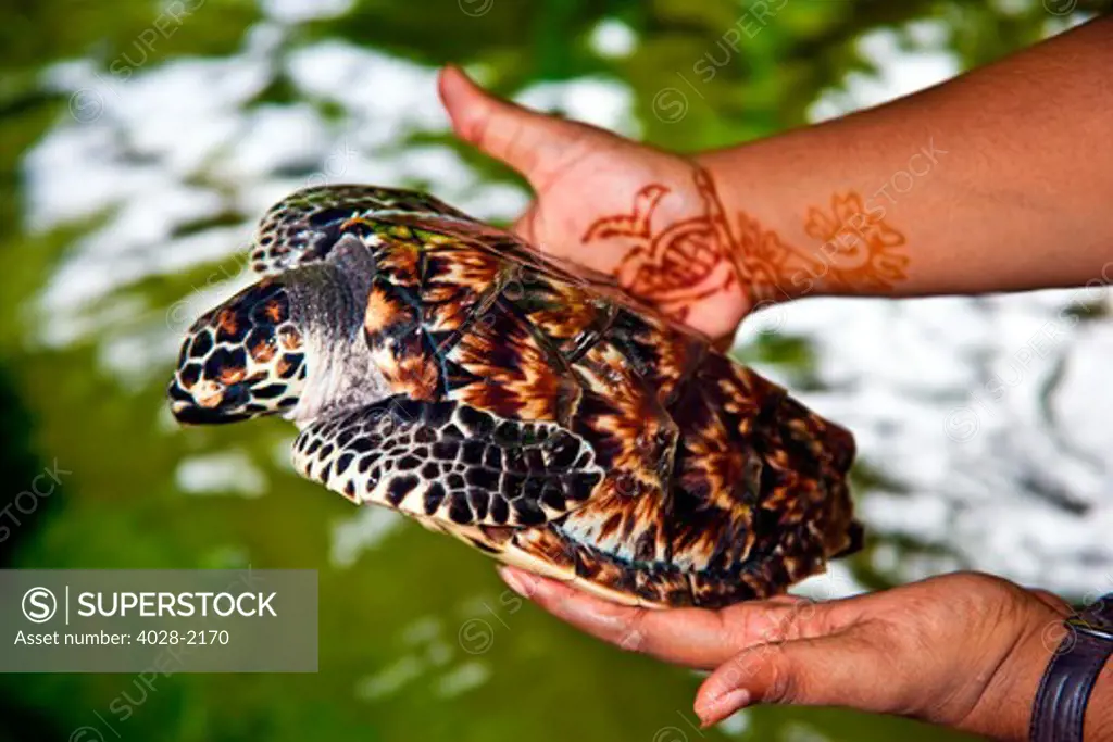 A Fijian woman handles a Baby Hawksbill turtle (Eretmochelys imbricata). Nadi, Fiji.