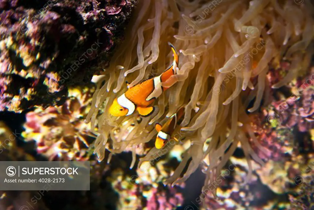 Close up of a pair of Clown Fish in an Anemone, Nadi, Fiji